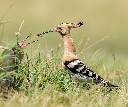 Hoopoe