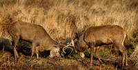 Locking Antlers