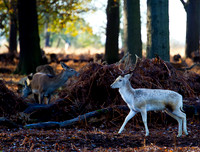 The Fallow