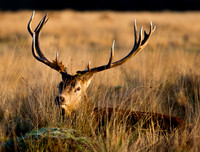 After the Rut