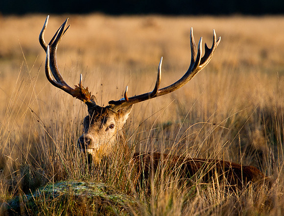 After the Rut