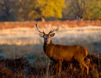 Golden Morning