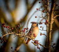 Waxwings and Redwings