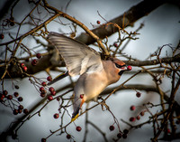 Waxwings and Redwings