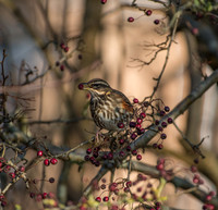 Waxwings and Redwings