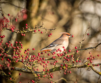 Waxwings and Redwings