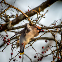 Waxwings and Redwings