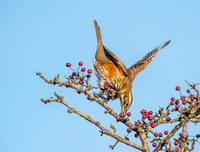Waxwings and Redwings