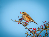 Waxwings and Redwings