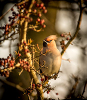 Waxwings and Redwings