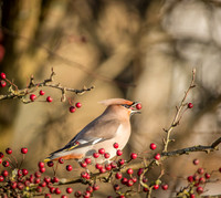 Waxwings and Redwings