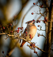 Waxwings and Redwings
