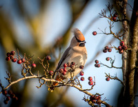 Waxwings and Redwings