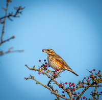 Waxwings and Redwings