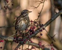 Waxwings and Redwings