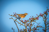 Waxwings and Redwings