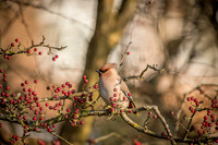 Waxwings and Redwings