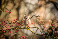Waxwings and Redwings