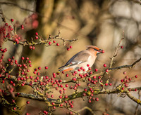 Waxwings and Redwings