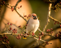 Waxwings and Redwings