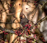 Waxwings and Redwings
