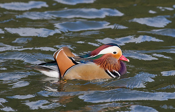 Mandarin Ducks