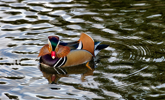Mandarin Ducks