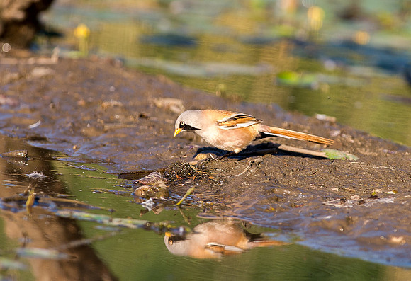 Bearded Tit