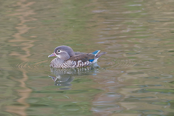 Mandarin Ducks