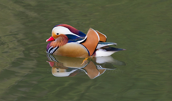 Mandarin Ducks