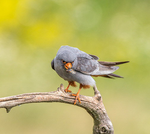 Red Footed Falcon with Prey