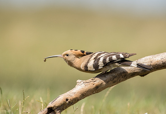 Hoopoe