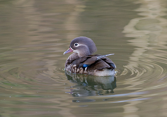 Mandarin Ducks
