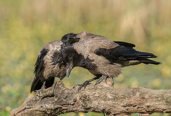 Hooded Crows