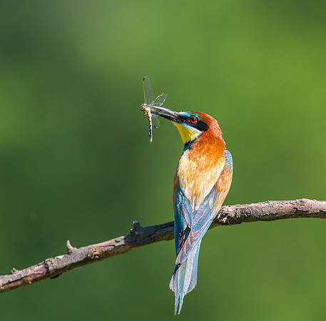 Bee Eaters
