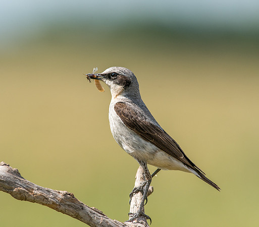 Wheatear