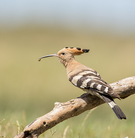 Hoopoe