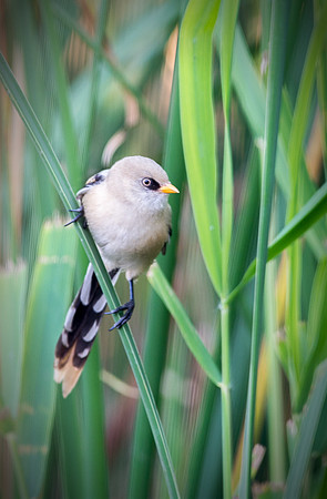 Bearded Tit