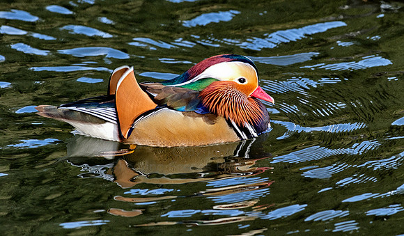 Mandarin Ducks