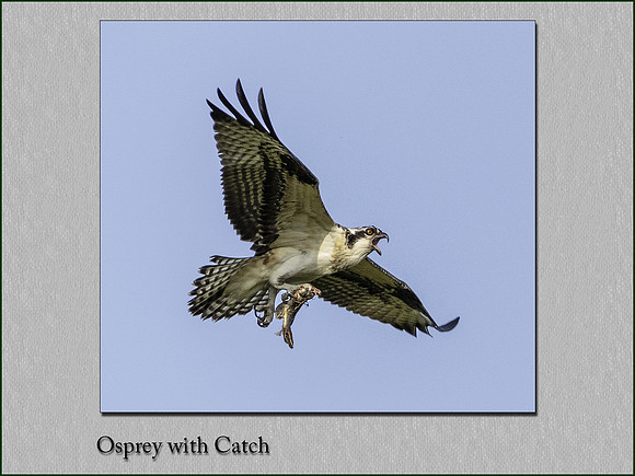 Osprey with Catch