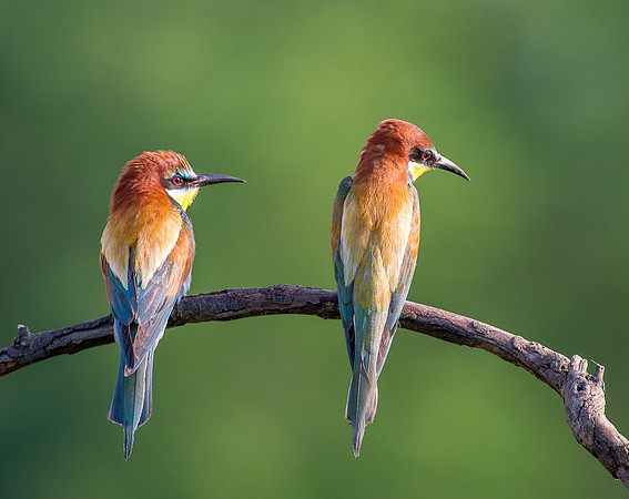 Bee Eaters
