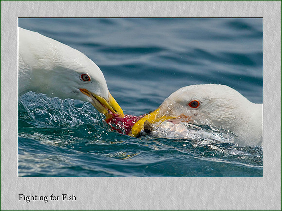 Fish Fight