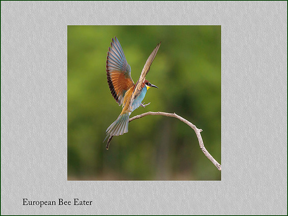 European Bee Eater