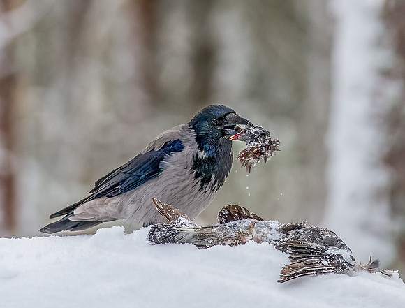 Norway 2012  (4 of 17)