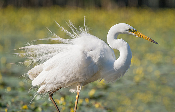 Great White Egret