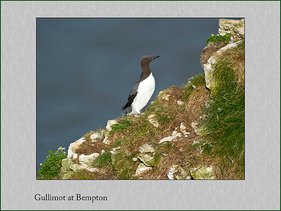 Gullemot at Bempton