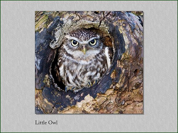 Little Owl