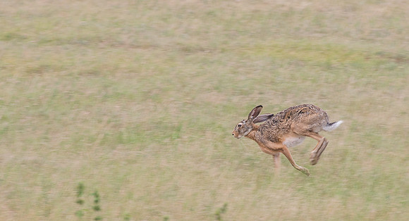 Hungarian Hare