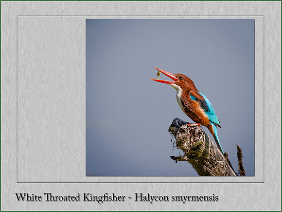 White Throated Kingfisher