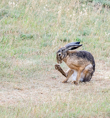 Hungarian Hare